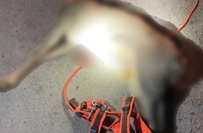 Landespolizeiinspektion Erfurt: LPI-EF: Polizei sucht Hundehalter nach Jagdwilderei im Steiger und weist auf Leinenpflicht hin