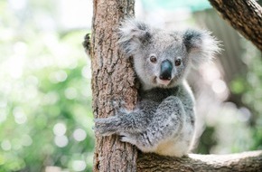 IFAW - International Fund for Animal Welfare: Koalas in Gefahr, besserer Schutz möglich