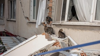 VIER PFOTEN - Stiftung für Tierschutz: Wettlauf mit der Zeit: Dringend benötigte Hilfe für Tiere nach schweren Erdbeben