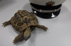 Polizeidirektion Ludwigshafen: POL-PDLU: Landschildkröte auf Abwegen