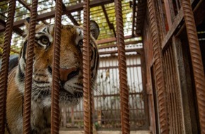 VIER PFOTEN - Stiftung für Tierschutz: Ukraine: Misshandelter Tiger in niederländisches Grosskatzenschutzzentrum überstellt
