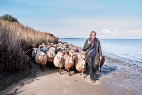 Landschaftspfleger auf vier Beinen zur&uuml;ck auf Sylt