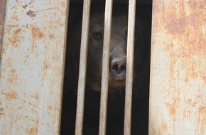 VIER PFOTEN - Stiftung für Tierschutz: Notfallrettung in der Ukraine: Bär in kaputtem Gehege zurückgelassen