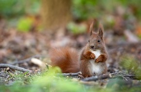 Heinz Sielmann Stiftung: PM Das Eichh&ouml;rnchen ist Gartentier des Jahres 2026