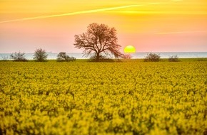 UFOP e.V.: Rapsbl&uuml;te 2026 / Vom Feld in den Alltag: Raps begleitet uns jeden Tag