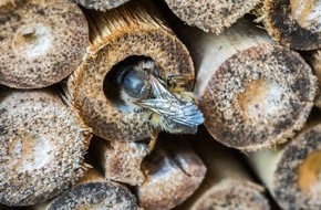 toom Baumarkt GmbH: Aktuelle forsa-Umfrage* zum Tag der Biene