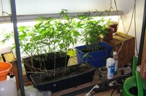 Polizeidirektion Hannover: POL-H: Cannabis-Indoorplantage aufgefunden Levester Straße / Oberricklingen