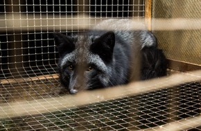 Zürcher Tierschutz: Pelz-Deklaration: Gesetzesverstösse bei PKZ, Jelmoli und Globus (BILD)