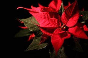 Bund für Umwelt und Naturschutz Deutschland e.V. (BUND): BUND-Ökotipp: Nachhaltige Alternativen zum Weihnachtsstern - grüne Dekoideen für die Adventszeit