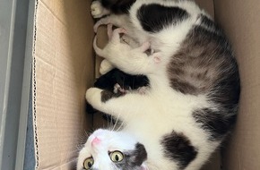 Polizeiinspektion Dahn: POL-PIDN: Katzenmutter mit Jungen ausgesetzt