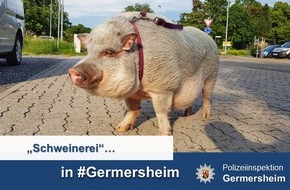 Polizeidirektion Landau: POL-PDLD: Futter fürs Phrasenschwein