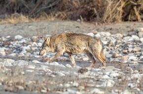 Verein Wildtierschutz Schweiz: Der Kanton Neuenburg zeigt „Defend the Wolf“ an – Wildtierschutz Schweiz prüft rechtliche Schritte