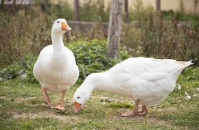 ProVeg Deutschland: Fleischkonsum das fünfte Jahr in Folge gesunken: BZL-Verzehrstatistik bestätigt fortschreitende Ernährungswende