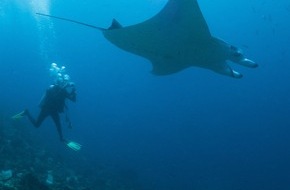 Schaffelhuber Communications: Tanz mit den Mantas – Direkt vor Milaidhoo Maldives – Ein unvergessliches Abenteuer