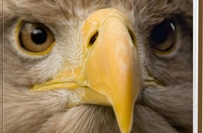 NATIONAL GEOGRAPHIC DEUTSCHLAND: Auf Safari durchs eigene Land / Für den Bildband "Wilde Tiere in Deutschland" hat sich Dietmar Nill in die Tiefen der heimischen Wälder begeben und eine Vielzahl an ungezähmten Bewohnern aufgespürt (BILD)