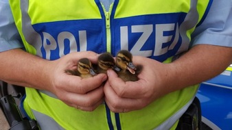 Polizei Düsseldorf: POL-D: Düsseldorf - A 46 - Entenfamilie unternimmt Ausflug - Polizei nimmt Entenmama und drei Küken kurzzeitig "in Gewahrsam" - Familie nun wieder in sicheren Gefilden unterwegs