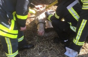 Feuerwehr Gelsenkirchen: FW-GE: Komplizierte Tierrettung am Freitag - Pferd in Jauchegrube gestürzt