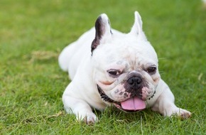 Bundesverband f&uuml;r Tiergesundheit e.V.: Kurze Nase - wenig Luft: Qualzucht bei kurzschn&auml;uzigen Hunden und Katzen bleibt ein Tierschutzproblem