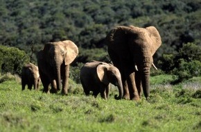 IFAW Deutschland: Britische Regierung erl&auml;sst Handelsverbot f&uuml;r Elfenbein