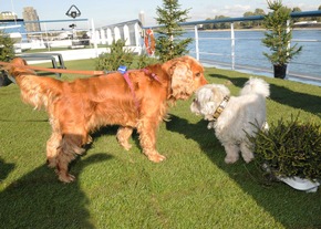 Pressemitteilung &ndash; Hund gratis dabei: TV-Sender vermittelt Kreuzfahrt f&uuml;r vier Pfoten
