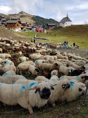 Alpabzug der schönsten Schafrasse der Welt