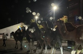 Polizeidirektion Bad Kreuznach: POL-PDKH: Kamele laufen durch Bretzenheim