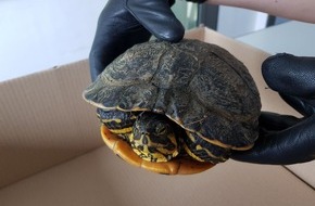 Kreispolizeibehörde Wesel: POL-WES: Dinslaken - Passant entdeckte Schildkröte auf der Straße / Polizei sucht Besitzer