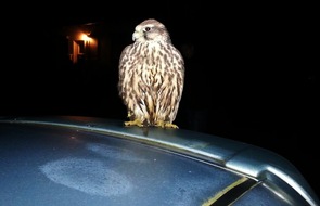 Polizeiinspektion Hameln-Pyrmont/Holzminden: POL-HM: Häufung von tierischen Einsätzen in den letzten zwei Tagen