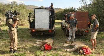 Schaffelhuber Communications: Thanda Safari begrüsst 2 Könige - 20 Jahre Wildtierschutz: Löwenpopulation weiter gestärkt