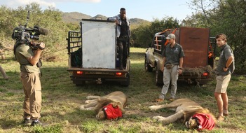 Schaffelhuber Communications: Thanda Safari begrüsst 2 Könige - 20 Jahre Wildtierschutz: Löwenpopulation weiter gestärkt