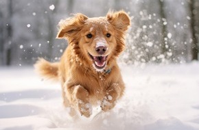 Zentralverband Zoologischer Fachbetriebe Deutschlands e.V. (ZZF): Gassi gehen bei Schnee und Eis: Hundepfoten im Winter schützen