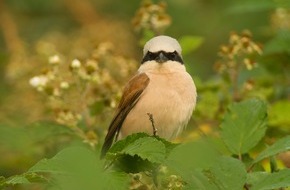 Deutsche Bundesstiftung Umwelt (DBU): DBU: 34 Brutvogelarten im Pöllwitzer Wald kartiert - Extremwetterereignisse schafften neue Strukturen