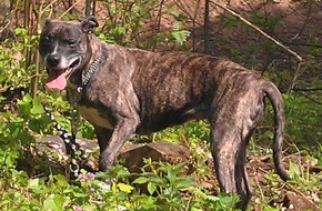 Polizeiinspektion Hameln-Pyrmont/Holzminden: POL-HM: Hund ausgesetzt