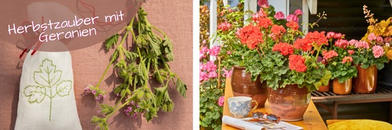 Pelargonium for Europe: Herbstzauber mit Geranien: Farbenfrohe Stimmungsaufheller mit Mehrwert