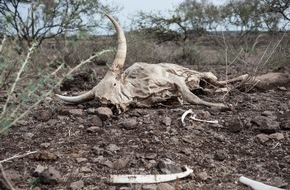 Stiftung Menschen für Menschen Schweiz: Dürrekatastrophe in Afrika verschlimmert sich