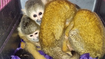 IFAW Deutschland: Exotische Haustiere: Nachfrage heizt die Wildtierkriminalit&auml;t in spanischsprachigen L&auml;ndern Lateinamerikas an