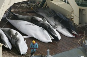 Whale & Dolphin Conservation gGmbH: Walfang-Saison in Japan endet mit geringer Ausbeute