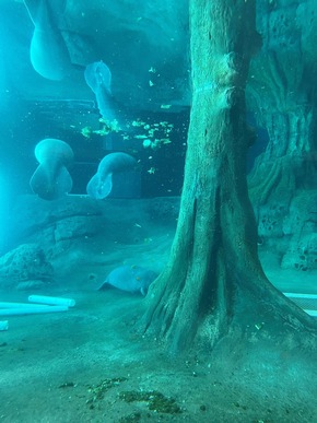 Drei neue Manatees ziehen ins Rehazentrum der Bradenton Gulf Islands ein