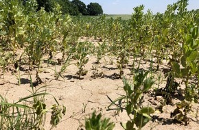 ZDF: Klimakrise auf dem Acker: "planet e." im ZDF über neue Strategien für Landwirte (FOTO)