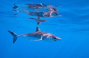 IFAW - International Fund for Animal Welfare: Artenschutzkonferenz: 18 Hai- und Rochenarten bekommen überlebenswichtigen Schutzstatus