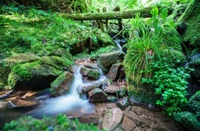 Tourismus Marketing GmbH Baden-Württemberg: Presse-Feature: Wir sind raus - Trekkingcamps im Schwarzwald