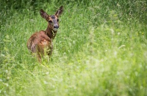 VIER PFOTEN - Stiftung für Tierschutz: Passage à l’heure d’été: attention aux collisions avec la faune sauvage