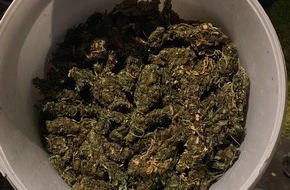 Zollfahndungsamt Essen: ZOLL-E: Zollfahndung Essen hebt Indoor-Cannabisplantage aus - 180 Cannabispflanzen, 1 kg Marihuana und gestohlene Bienenstöcke sichergestellt - 1 Person vorläufig festgenommen