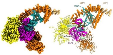 Universität Kassel: Mutationskrankheiten: Kasseler und Krakauer Forschende entschlüsseln entscheidenden Protein-Komplex