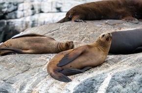 Global Communication Experts: Faszinierende Tierbeobachtungen in Chile: Ein Paradies f&uuml;r Natur- und Wildlife-Liebhaber