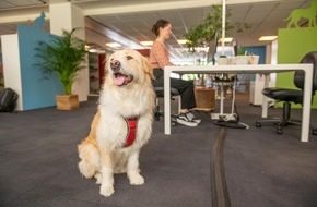 VIER PFOTEN - Stiftung für Tierschutz: Hunde bereichern das Büro / Die VIER PFOTEN-Kampagne «Dogs on Board– für hundefreundliche Arbeitsplätze» machts möglich