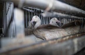 VIER PFOTEN - Stiftung für Tierschutz: Foie gras Import 2023
