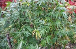 Polizeiinspektion Heidekreis: POL-HK: Häuslingen: Cannabispflanzen im Garten