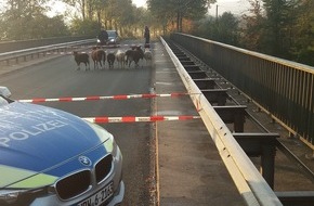 Polizei Steinfurt: POL-ST: Ibbenbüren-Laggenbeck, Schafe auf Autobahnbrücke, Polizei im Einsatz -Foto-