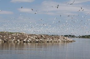 Deutsche Bundesstiftung Umwelt (DBU): DBU: Slowakei -  Brutsituation für Wasservögel an der Donau verbessert